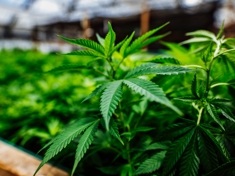 Marijuana Cannabis