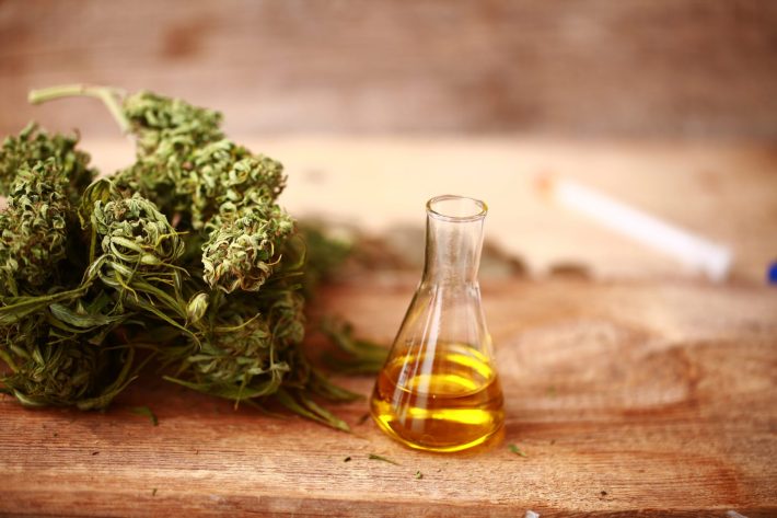 cbd oil for dogs
