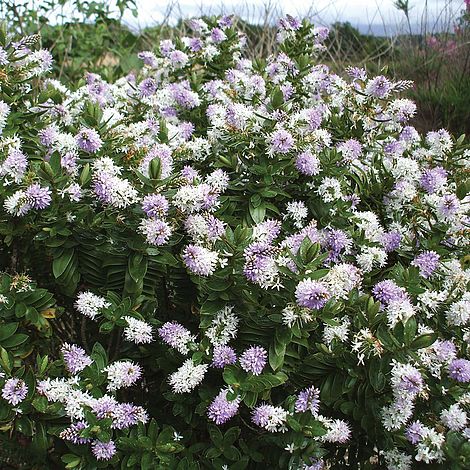 pruning hebe