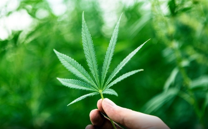 CBD oil