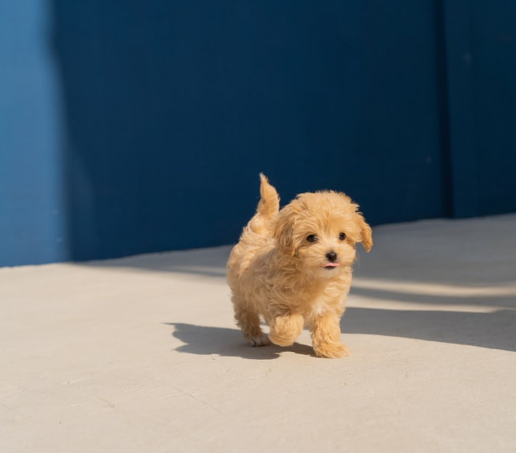 puppies