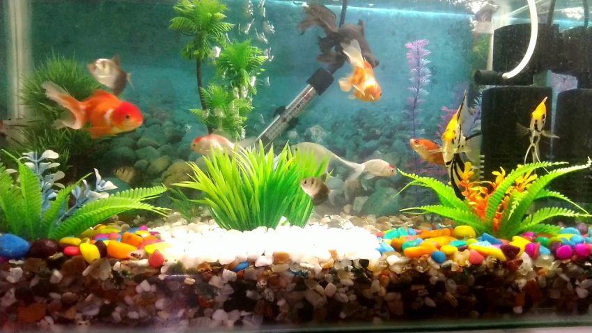 buy fish tank online singapore
