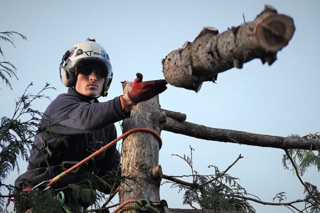 Tree Care Services