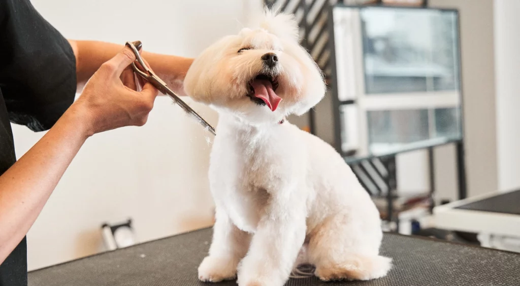 https://www.mobilepetgroomingfortlauderdale.com/
